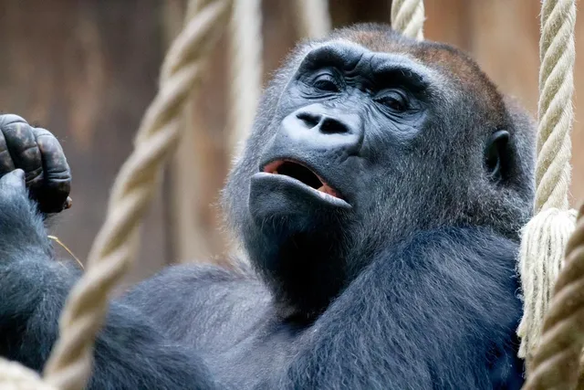 gorilla cart