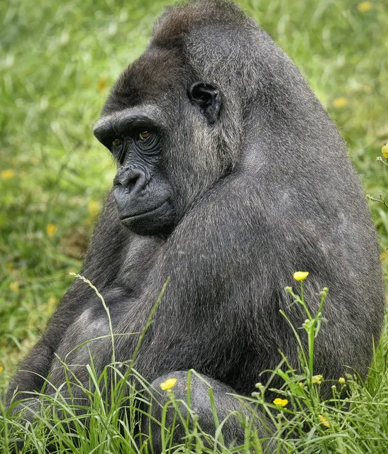 gorilla garden dump cart